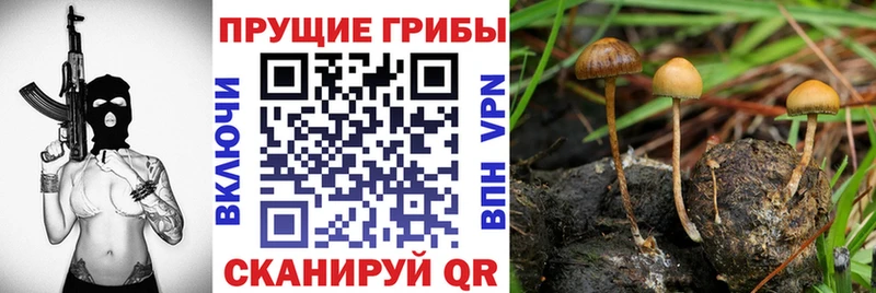это наркотические препараты  Дубна  Псилоцибиновые грибы мицелий  где купить наркоту 